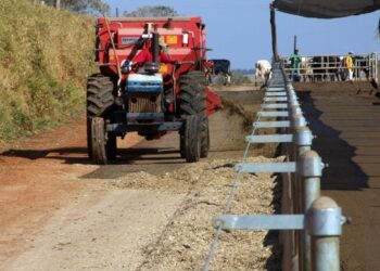 Sistema Agroflorestal conserva áreas de caívas e aumenta produtividade leiteira