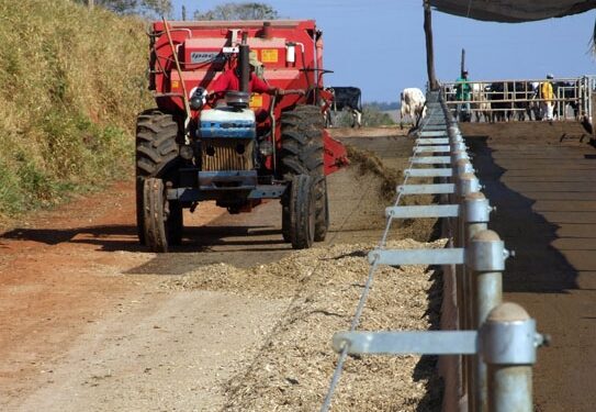 Sistema Agroflorestal conserva áreas de caívas e aumenta produtividade leiteira