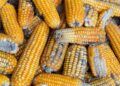 Micotoxinas: riscos e mitigação segundo a Kemin