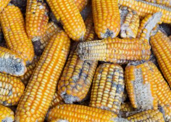 Micotoxinas: riscos e mitigação segundo a Kemin