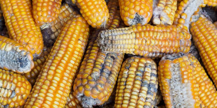 Micotoxinas: riscos e mitigação segundo a Kemin