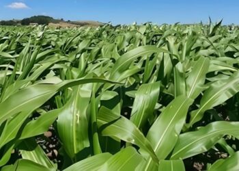 Brasil deve liderar mercado de bioinsumos até 2030