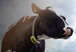 Agroleite terá palestra sobre uso prático do monitoramento de vacas leiteiras