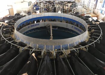 Gestão de riscos ganha espaço na atividade leiteira com avanço dos contratos futuros