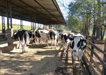 Doença respiratória bovina pode comprometer a produção antes mesmo da primeira lactação