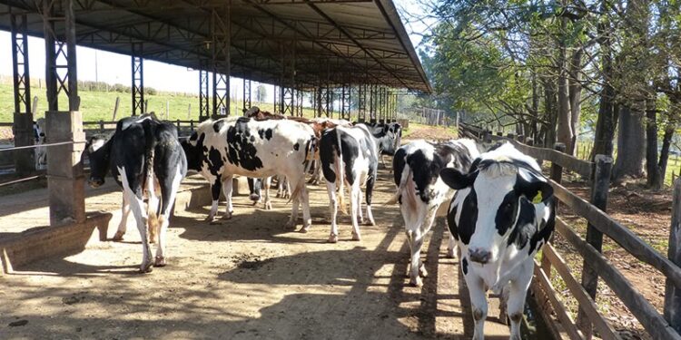 Doença respiratória bovina pode comprometer a produção antes mesmo da primeira lactação