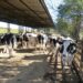 Doença respiratória bovina pode comprometer a produção antes mesmo da primeira lactação