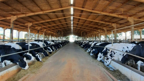 Preços sobem em julho, mas cenário indica recuo nos próximos meses, aponta Cepea