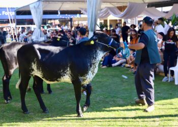 Raça Girolando estreia com novidades na pista da Expointer 2026