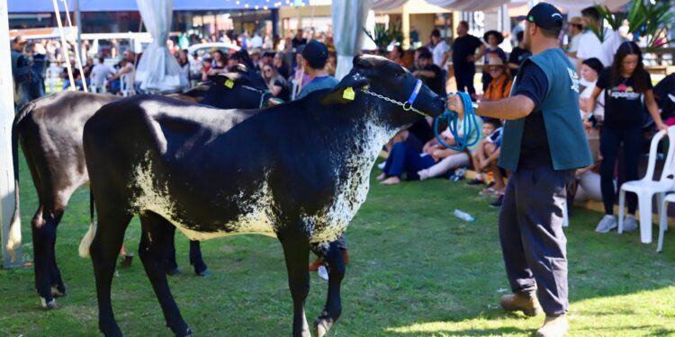 Raça Girolando estreia com novidades na pista da Expointer 2026