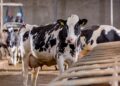 Fytera Balance: Trouw Nutrition lança no Brasil solução à base de extratos botânicos