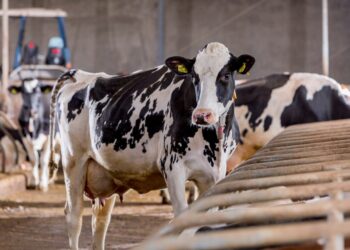 Fytera Balance: Trouw Nutrition lança no Brasil solução à base de extratos botânicos