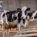 Fytera Balance: Trouw Nutrition lança no Brasil solução à base de extratos botânicos