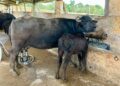 Instituto de Zootecnia estuda gene da lactoferrina em búfalas leiteiras