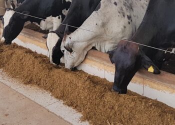 Sindirações: alimentação animal cresce 5,4% no 1º trimestre de 2026
