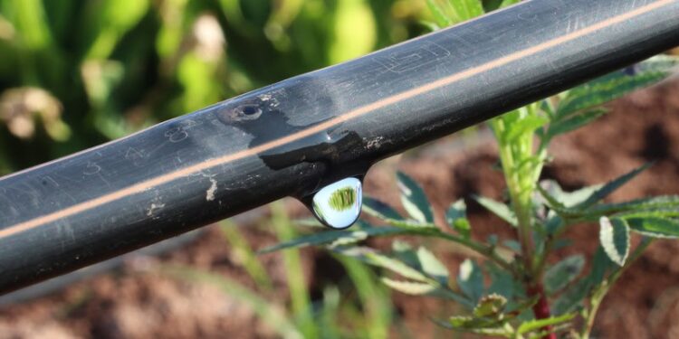 Netafim amplia investimentos em projetos e pós-venda para aumentar a eficiência da irrigação no campo