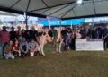 Raça Holandesa mostra evolução genética e consagra criadores na Expointer