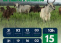 Embrapa Cerrados oferta 132 bovinos leiteiros em leilão on-line