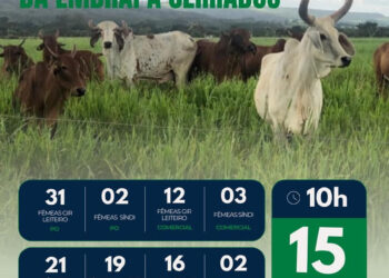 Embrapa Cerrados oferta 132 bovinos leiteiros em leilão on-line
