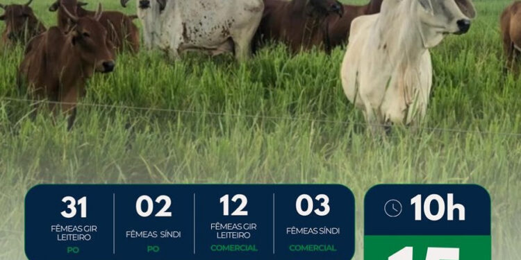 Embrapa Cerrados oferta 132 bovinos leiteiros em leilão on-line