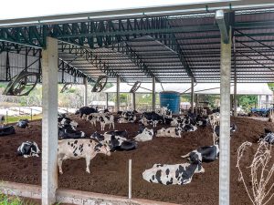 revista balde branco avancos em meio desafios vacas edicao 660