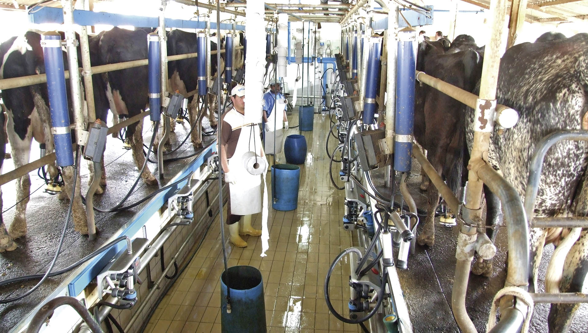 CEPEA: com oferta limitada, preço do leite ao produtor avança 10%