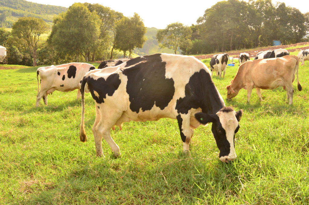 Aveia branca, amarela ou ucraniana: como identificar corretamente as variedades no campo e em análises laboratoriais