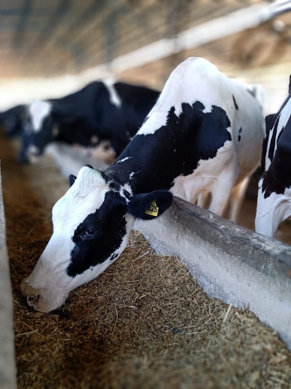 vaca holandesa comendo Nutricao no periodo seco exige atencao especial para suprir as exigencias das vacas leiteiras foto Iago Melo portalBB2021