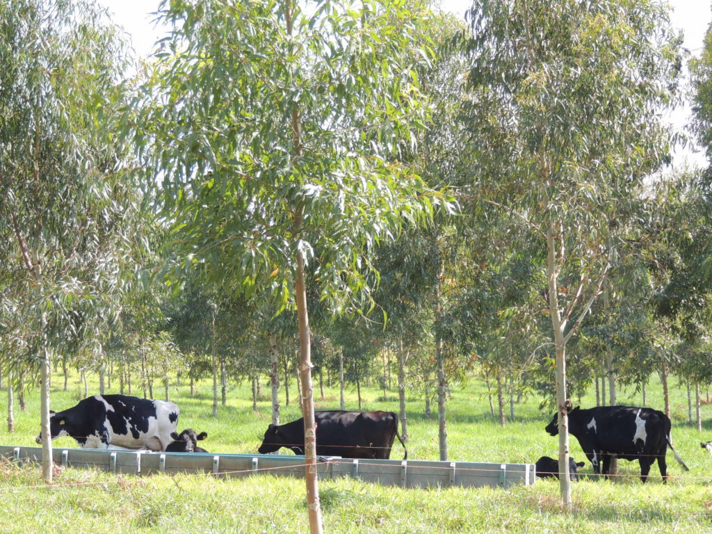 Biocompetitividade é resultado direto da integração do agro 1 ILPF leite ana maio DSCN1717