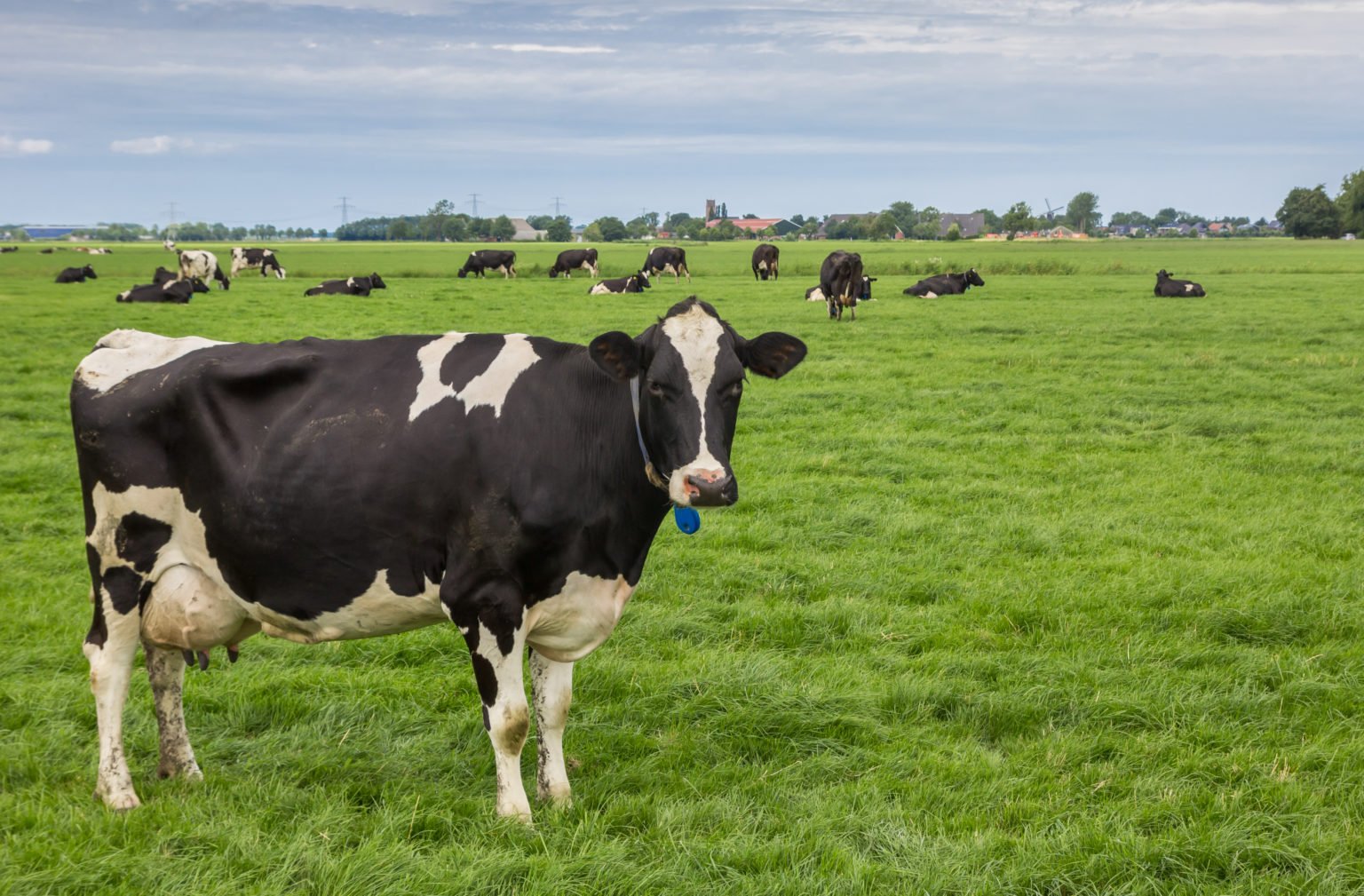 Manter os animais bem nutridos é uma importante ferramenta para reduzir prejuízos da mastite 1 AUSTER VACA PASTO Manter os animais bem nutridos e uma importante ferramenta para reduzir prejuizos da mastite foto reproducao banco