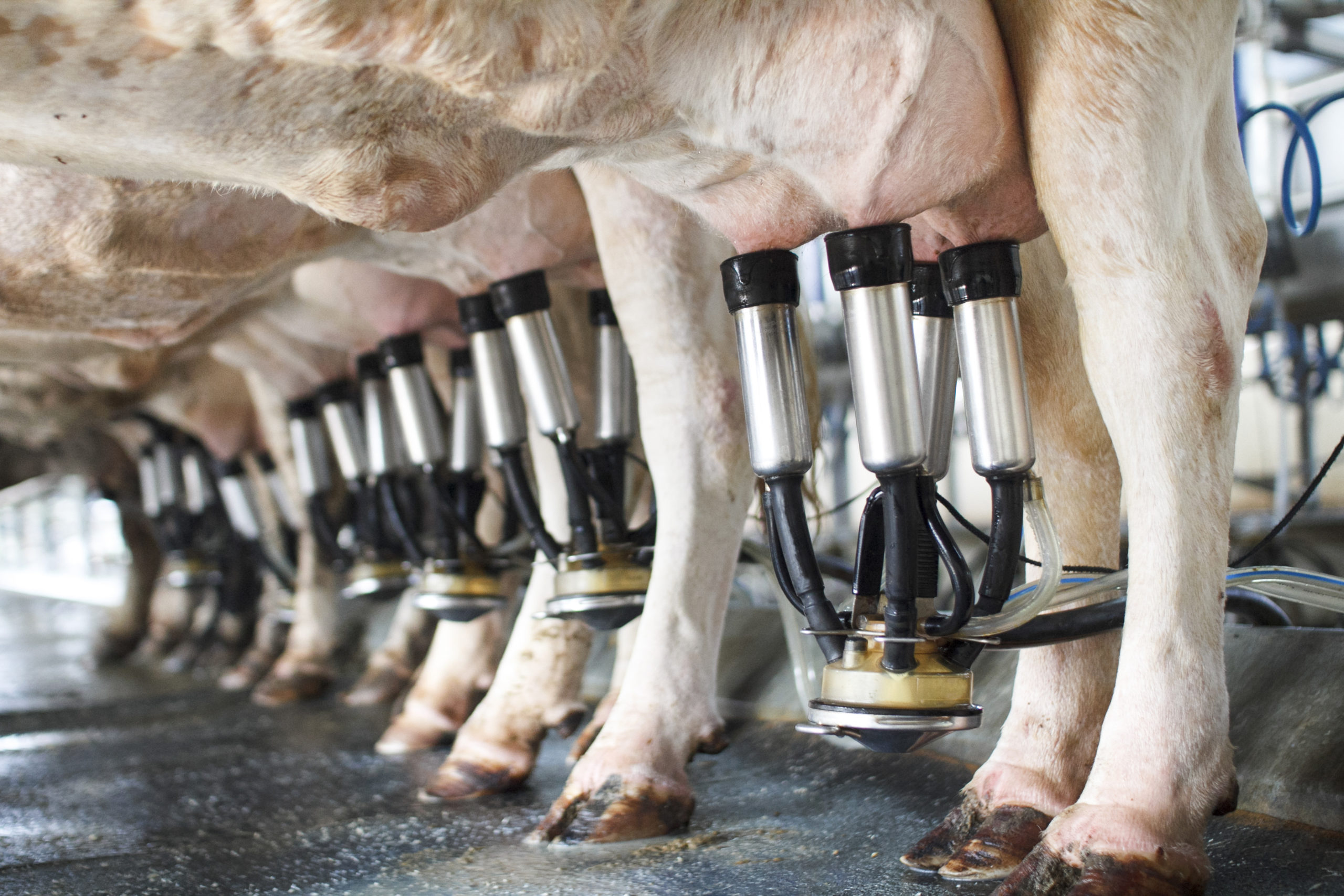 CEPEA: leite ao produtor segue valorizado em março