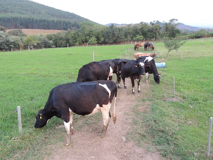 Nestlé Brasil e Sumitomo Corporation do Brasil fecham parceria com foco em descarbonização de fazendas leiteiras