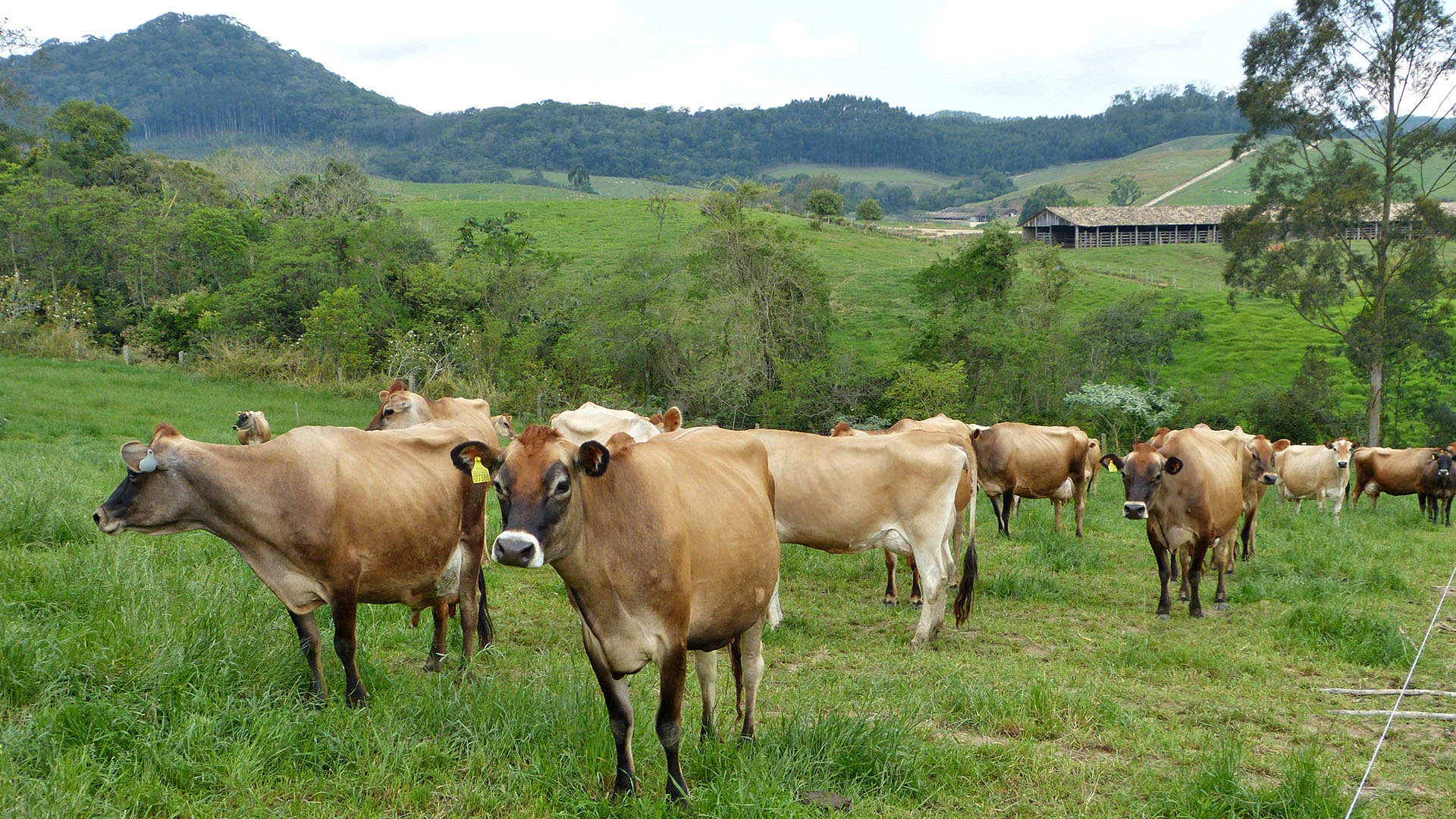 Pesquisadores avaliam se microrganismos podem reduzir emissão de metano de bovinos