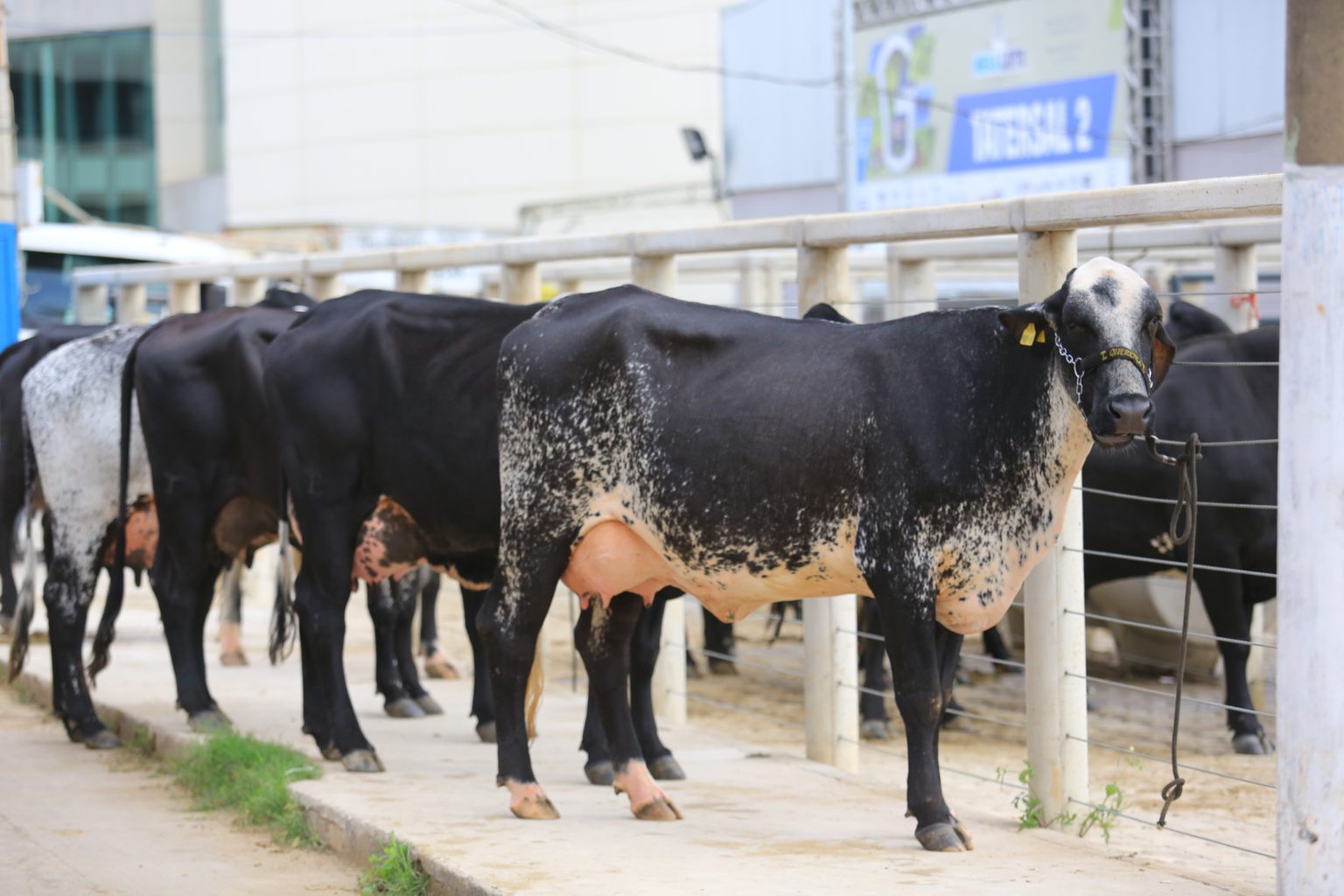 Belo Horizonte começa a se transformar na capital do leite 1 Animais na Megaleite