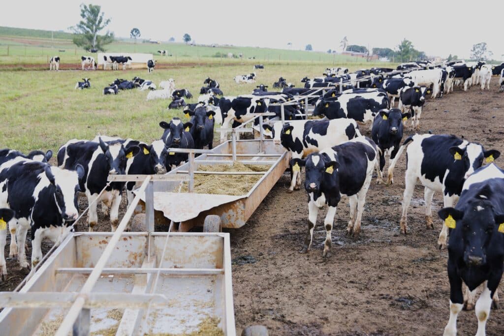 vacas 1 1