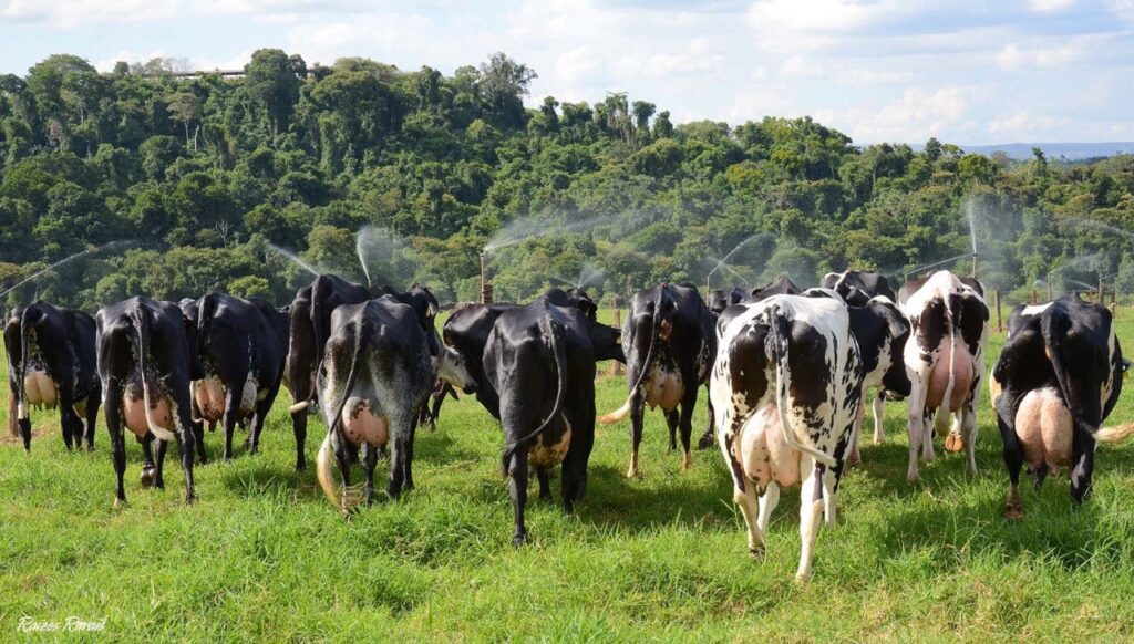 Produção agropecuária catarinense quebra recordes e movimenta R$ 75,1 bilhões 2 Com mais de 70 anos de historia Santa Luzia e pioneira no uso da FIV em 100 da reproducao do rebanho