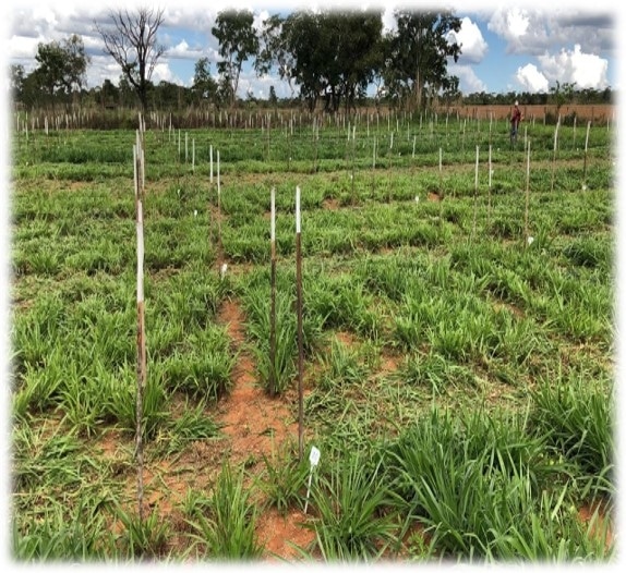 Pesquisa aponta aptidão de Brachiaria híbrida para fenação de qualidade