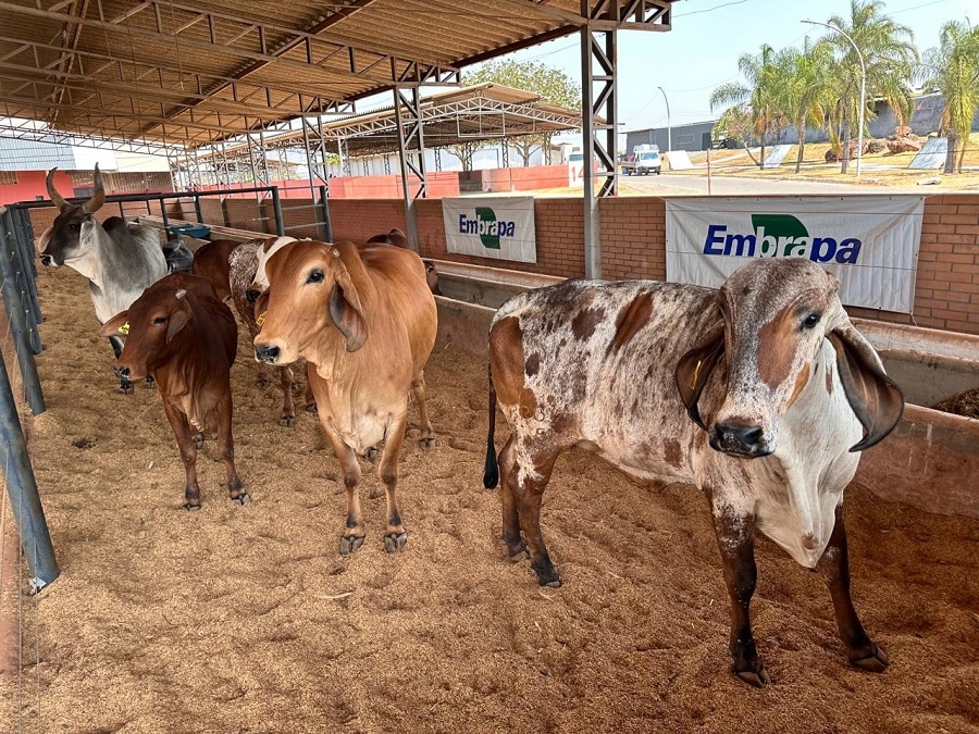 Zebuínos leiteiros da Embrapa Cerrados marcam presença na Expoabra Brasília 2024