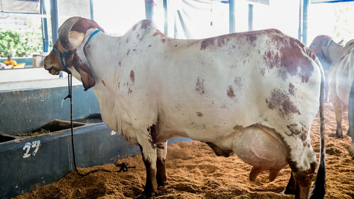 ExpoLeite 2024: vaca Gir Leiteiro bate recorde mundial de produção de leite