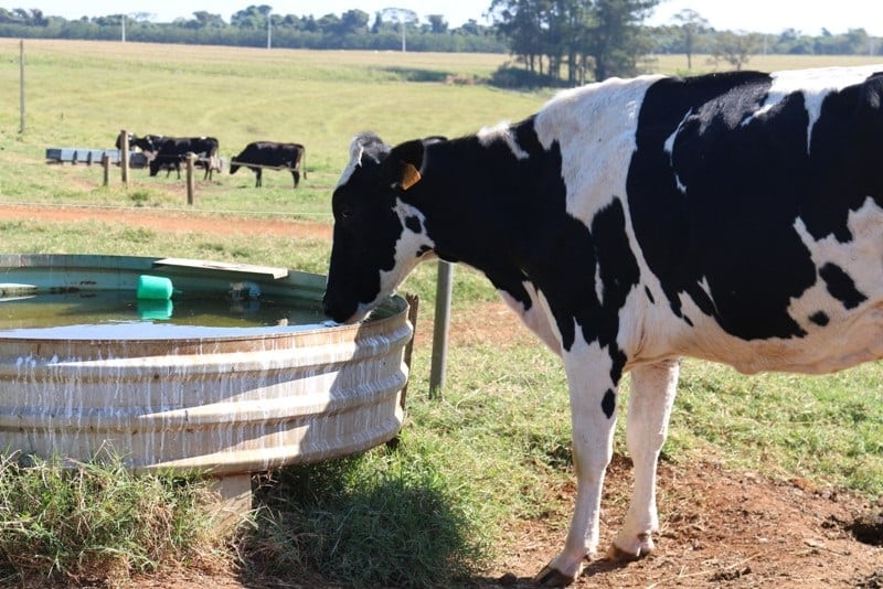 Embrapa lança curso on-line gratuito que auxilia produtor de leite a melhorar manejo hídrico na propriedade