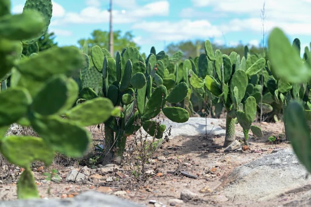 A palma Ipa Sertania e livre de espinhos e facilita o manejo do produtor Foto Erick OHara 1024x681 1