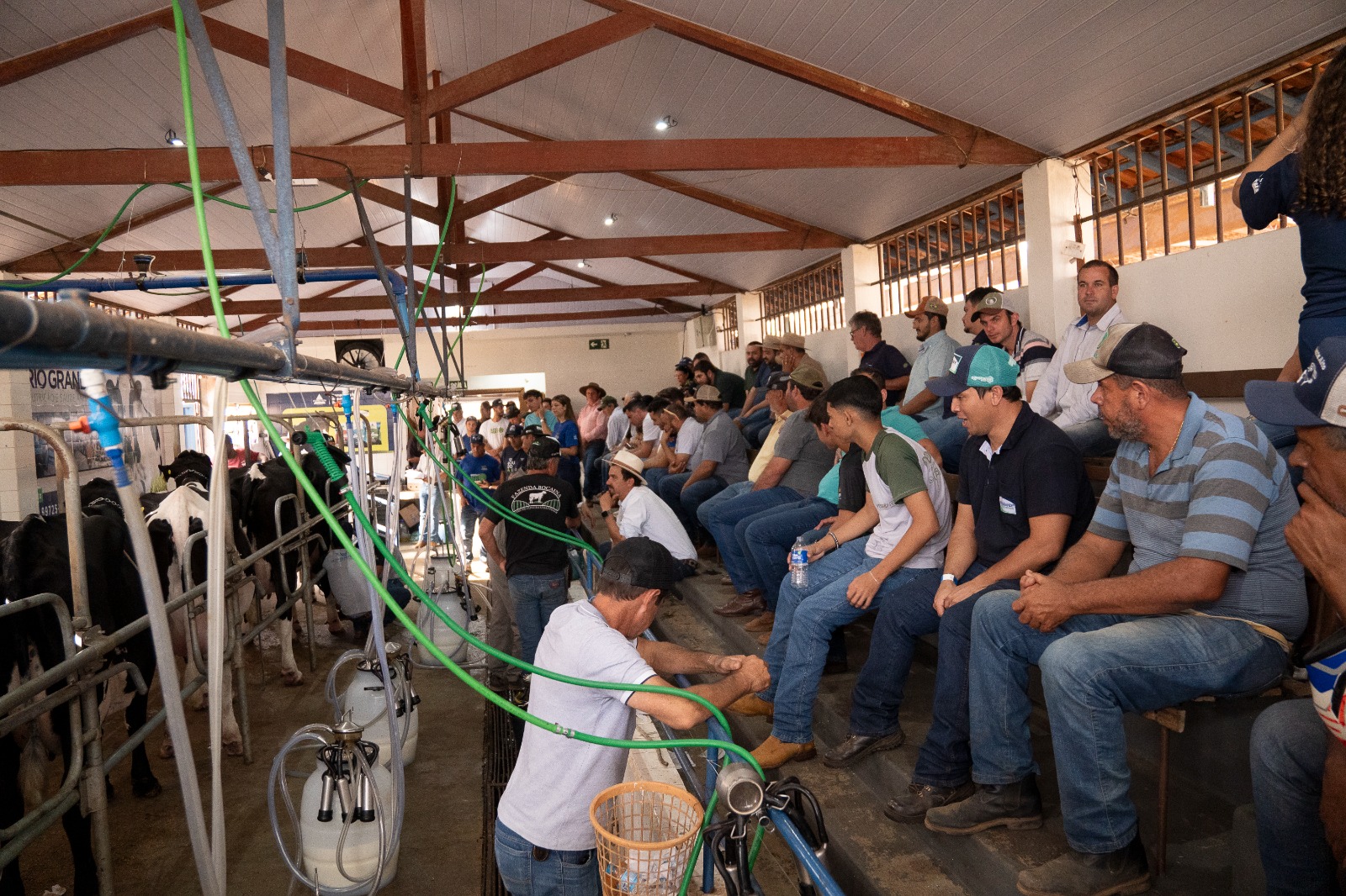 EXPASS AGRO 2025: Torneio Leiteiro recebe primeiros animais no Parque de Exposições e promete novo recorde de produção