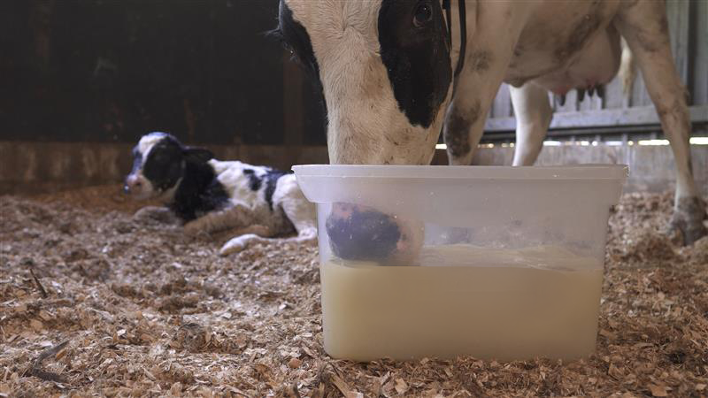 doenças em vacas lactantes