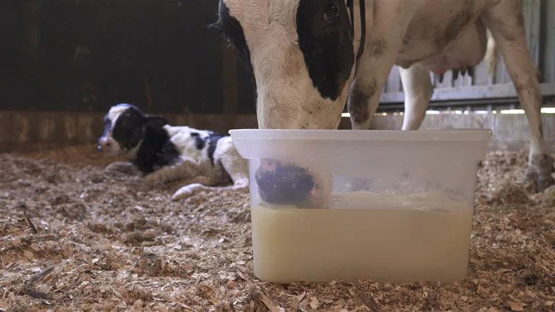doenças em vacas lactantes