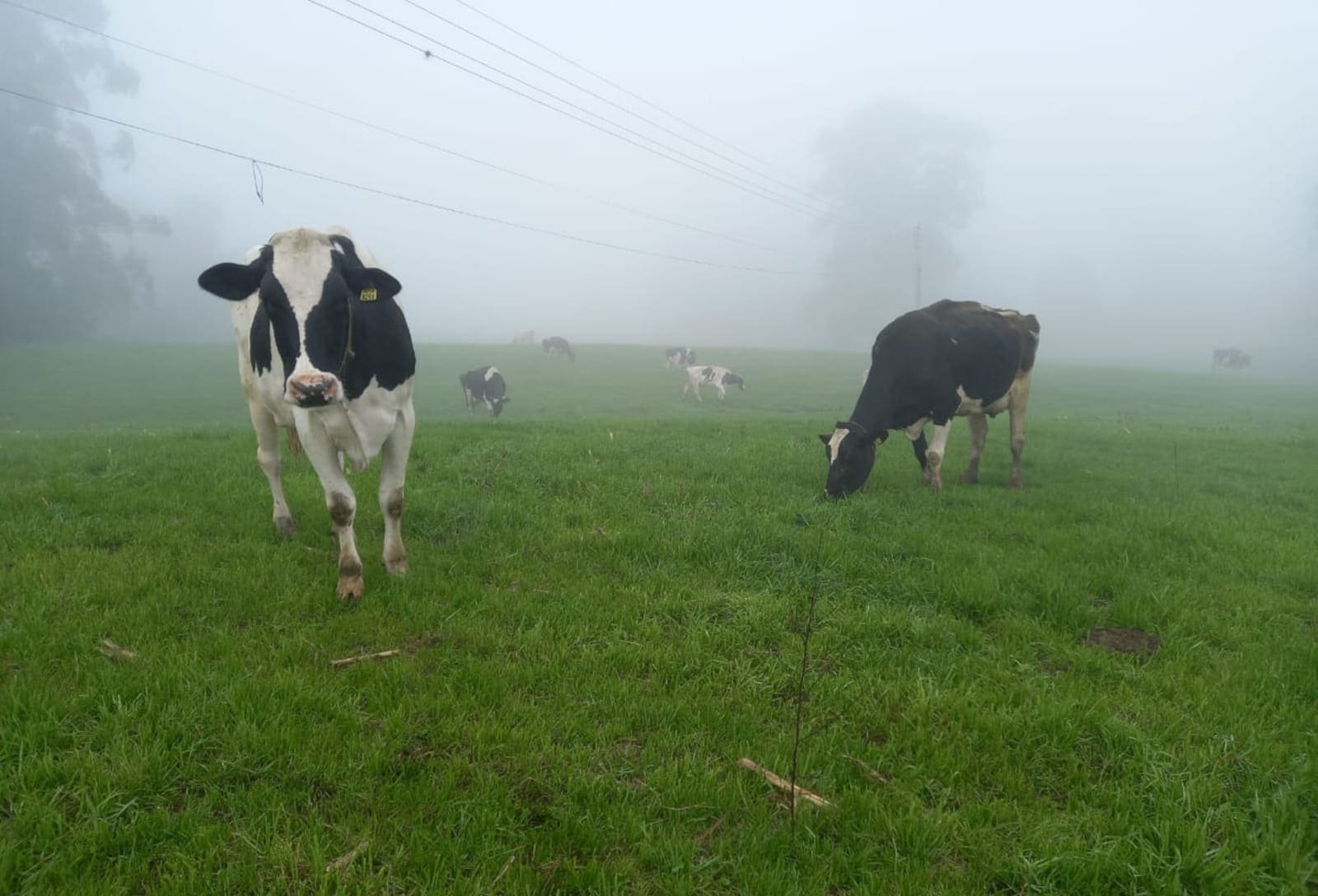 Frio reduz produção de leite