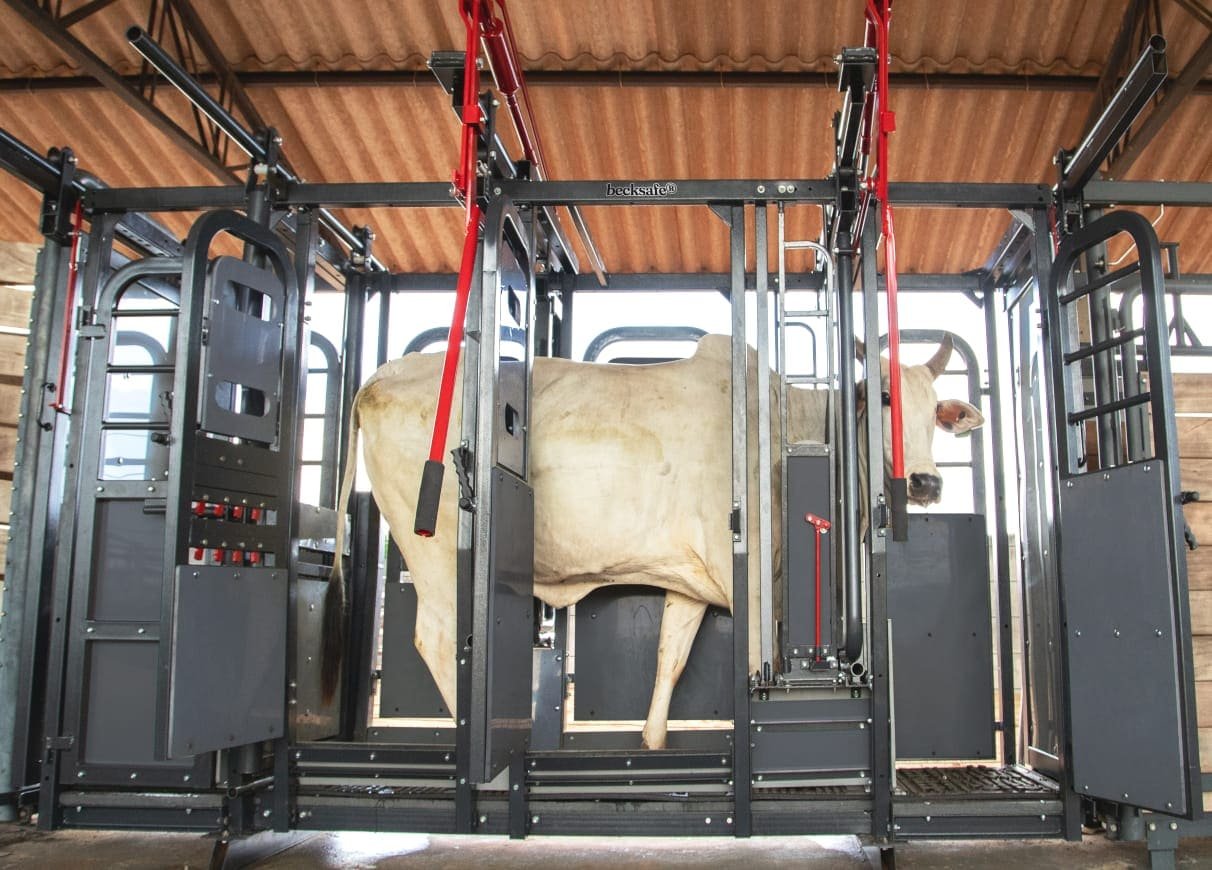Contenção bovina