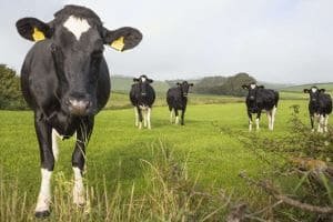 Vacas felizes leite de qualidade