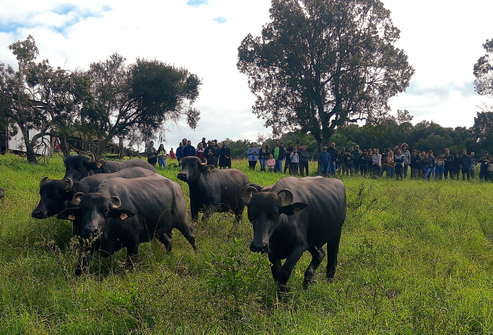 produção de leite de búfalas