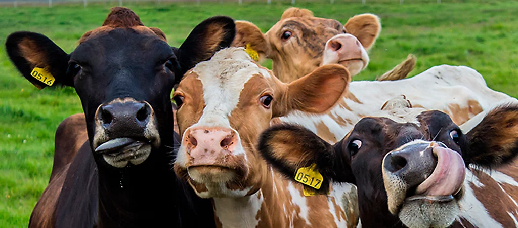 Vacas bem alimentadas