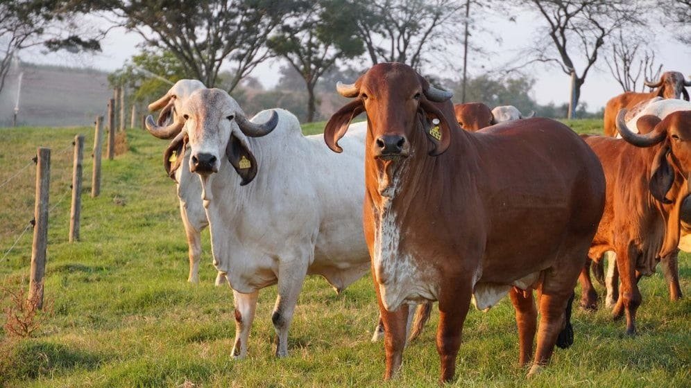 Zebu leiteiro
